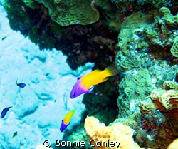 Photo taken in Grand Cayman July 2008 with a Canon SD550. by Bonnie Conley 